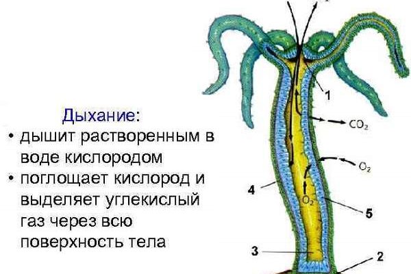 Kraken onion сайта